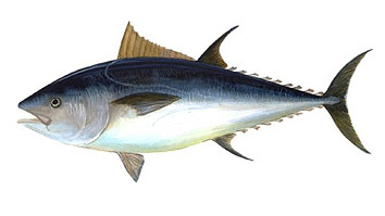 Tamanho mínimo para a pesca de Atún rojo