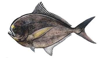 Tamanho mínimo para a pesca de Palometa negra o japuta