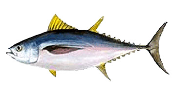 Tamanho mínimo para a pesca de Patudo o Tuna